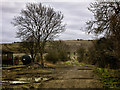 Track past Green Drove Farm buildings