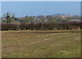 Field and hedgerow north of the A47