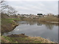 River Tweed at Coldstream