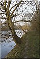 Trees overhanging the river