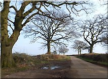 ST1405 : Winter trees near Ewin's Ash by David Smith