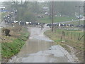 Winterbourne Abbas: cows crossing the road at Roman Road Dairy