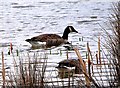 Canada Geese, Piltdown Pond