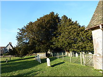 SU7025 : St Peter, Froxfield: churchyard (5) by Basher Eyre