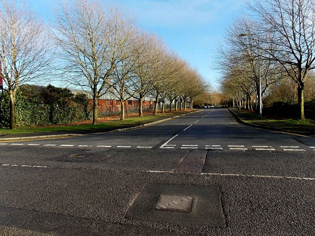 Tree-lined road to Newport International Sports Village