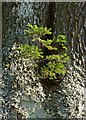 NT6425 : A fir sapling growing on a mature oak by Walter Baxter