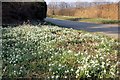 Snowdrops at Honkley