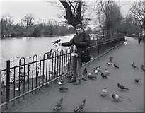TQ3470 : Pigeons In The Park by Des Blenkinsopp