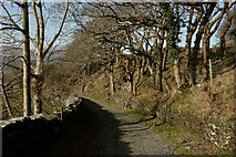 SH5837 : Along the Bridleway, Portmeirion, Gwynedd by Peter Trimming