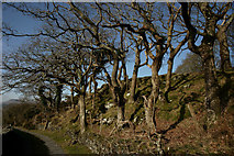SH5837 : Trees Beside the Bridleway, Portmeirion, Gwynedd by Peter Trimming