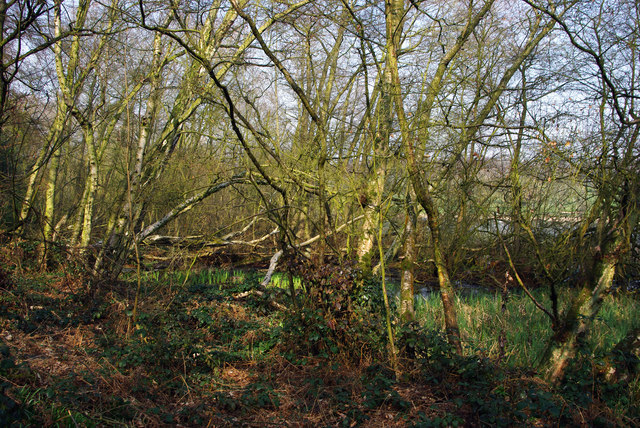 The wooded margin of Edgbaston Pool