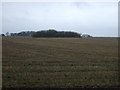 Farmland off Grappenhall Lane 