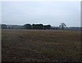 Farmland, Oxheys Farm