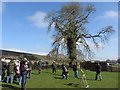 Falconry display at Perriswood Farm