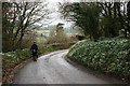 Snowdrops below Rosemary Lane