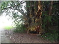 Yew tree in Betws Newydd churchyard