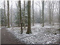 Woodland path, Dalzell Estate