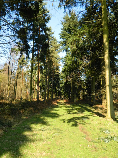 Avenue of Conifers In Marks Hall