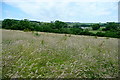 SK1754 : Meadow near Parwich Lees by Graham Horn