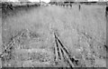 S7127 : Overgrown railway, New Ross (1999-1) by Albert Bridge
