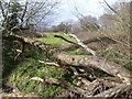 TQ2467 : Fallen tree in Morden Park by Marathon