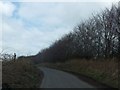 High hedge on Haddon Hill