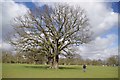 Great Oak and Highlands Park