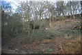 Wooded cutting on the Redhill to Tonbridge Line