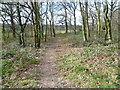 Path in Greenshaw Wood