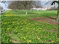 Daffodils at Rosehill Park East