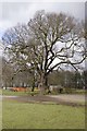 Hylands Park Playground & Old Oak