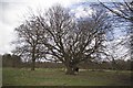 Hornbeam & Highlands Park