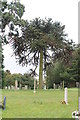 Monkey Puzzle Tree in the churchyard