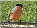 Male Bullfinch, Rhymney