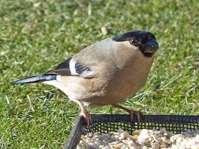 Female Bullfinch, Rhymney