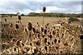 SK3275 : Teasels at Rumbling Street by Graham Hogg