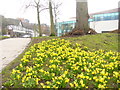 Dwarf Daffodils