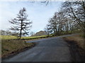 A59, mossy wall and small wood