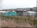 Allotments at Langley Park