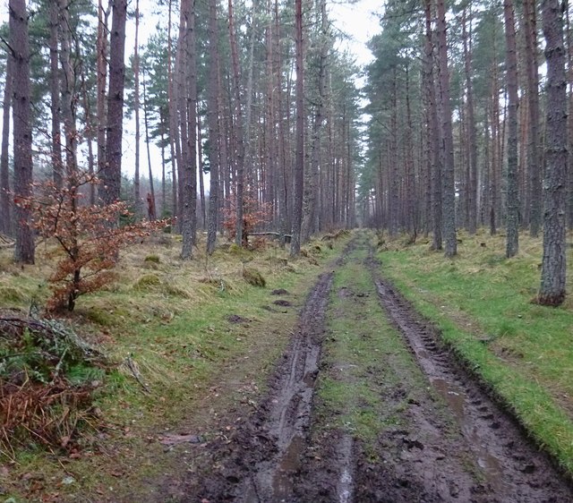Minor track in Clash Wood