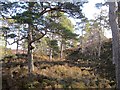 NH1923 : Pine forest, Glen Affric by Richard Webb