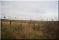 Rough Grassland by the Chiltern Main Line