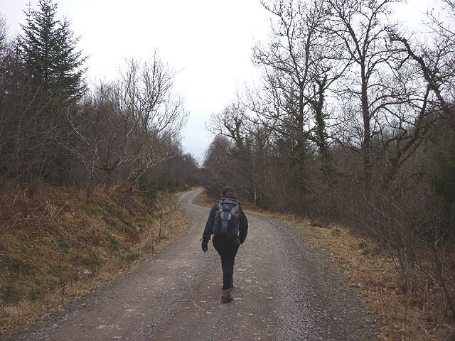 Forestry road, Fearnoch Forest