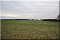 Flat farmland