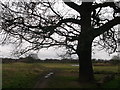 Path to Hollow Pond, Epping Forest