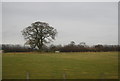 SP7506 : Tree by the A4129 by N Chadwick