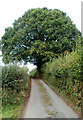 A mighty oak dominates the lane from Tre-herbert Road to Sor Brook