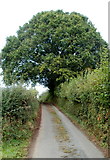ST3296 : A mighty oak dominates the lane from Tre-herbert Road to Sor Brook by Jaggery