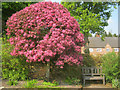 Blossom tree at Felley Priory gardens