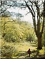 Path, Wintry Wood, 1981